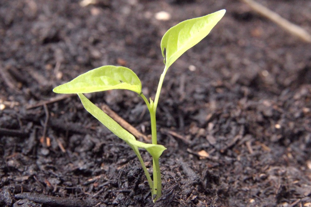Mehr über den Artikel erfahren Eine Baum-Metapher für die Selbstständigkeit